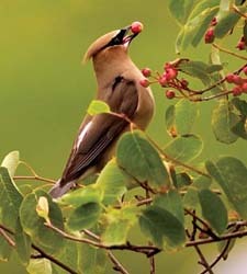Cedar Waxwing