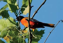 Baltimere Oriole