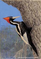 Ivory billed Woodpecker