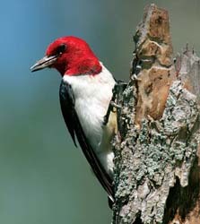 Red headed Woodpecker