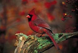 Cardinal