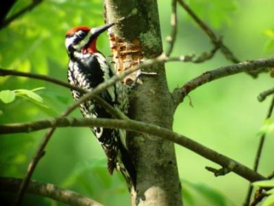 Yellow bellied Sapsucker