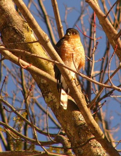 Sharp-shinned Hawk