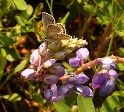 Karner Blue Butterfly on Blue Lupine