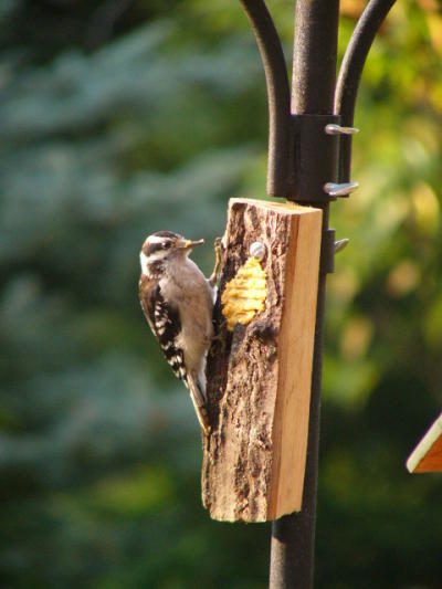 Downy Woodpecker Downy Woodpecker