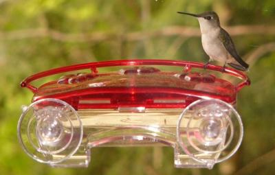 Hummer on window feeder