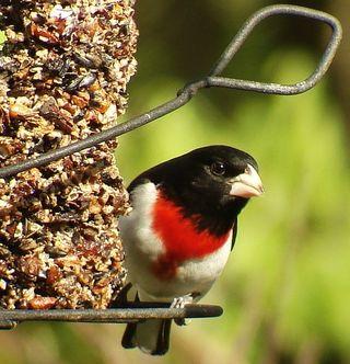 Rose-breasted Grosbeak