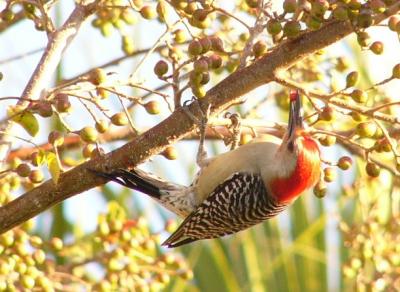Red bellied Woodpecker
