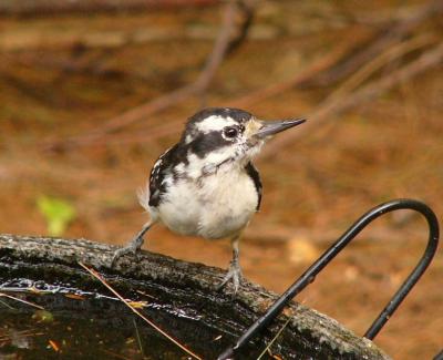 Hairy Woodpecker