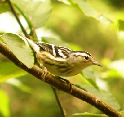 Black and white Warbler