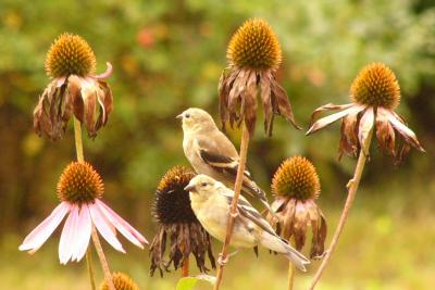 Goldfinches on coneflower