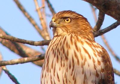 Coopers Hawk imm