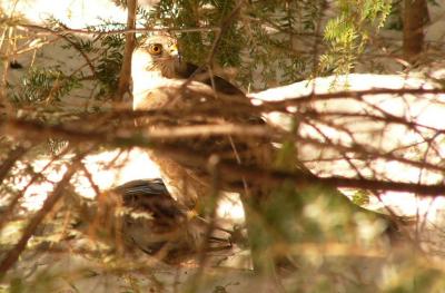 Coopers Hawk w prey