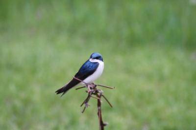 Salmon swallow