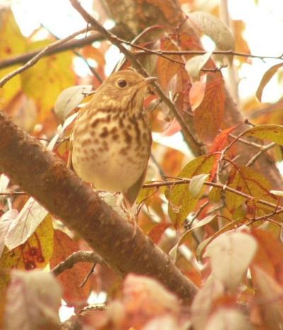 Hermit Thrush