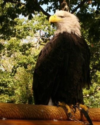 Bald Eagle
