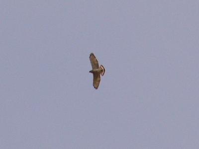 Broad winged Hawk