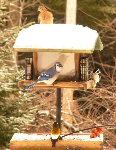 Mixed flock
