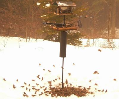 Redpoll gathering