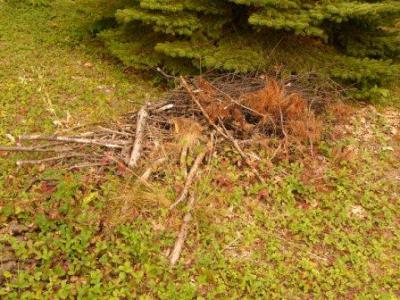 Brush pile