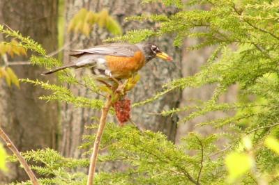 Robin on sumac