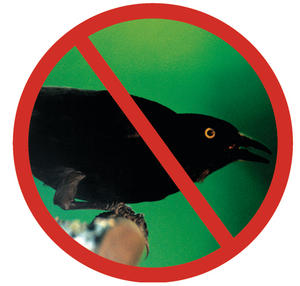 No grackle