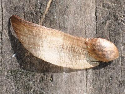 Pine cone seed