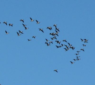 Sweenor geese