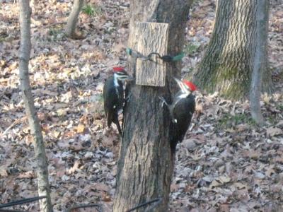 Lutzker pileated pair