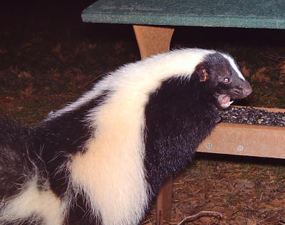 Foley skunk