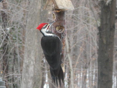 Martin pileated