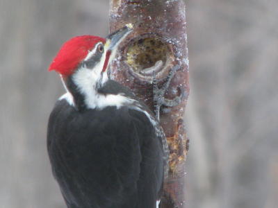 Martin pileated