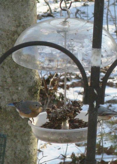 Kelenski bluebird