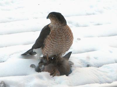 Martin hawk w prey