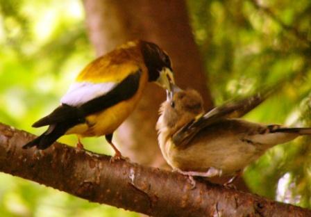 Evening Grosbeak and young