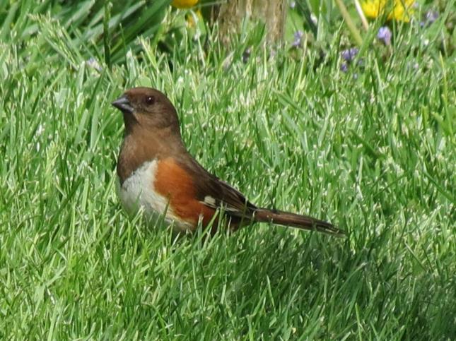 Cunningham towhee