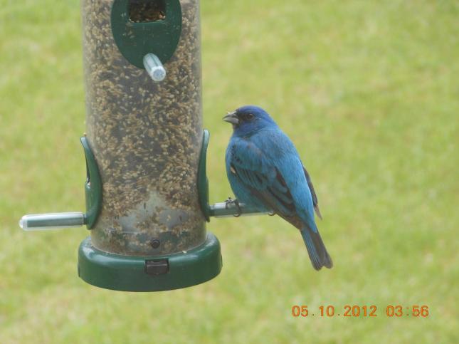 Doraby Indigo Bunting