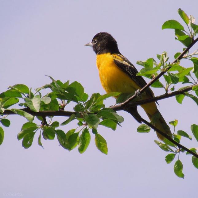 Reeves oriole