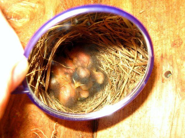 Hastings bluebird nestlings