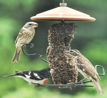 Rose-breasted Grosbeak trio
