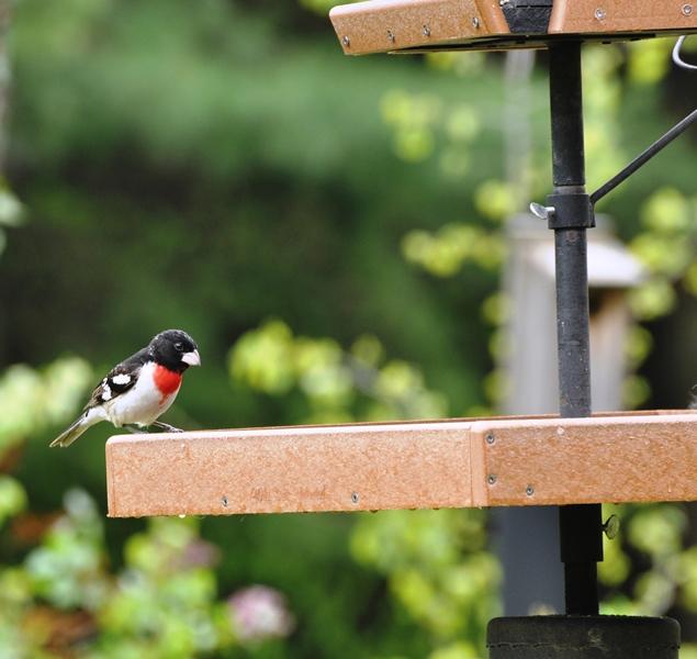 Rose-breasted Grosbeak on tray feeder