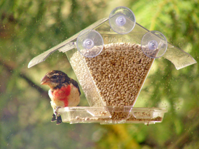 Rose-breasted Grosbeak on window feeder