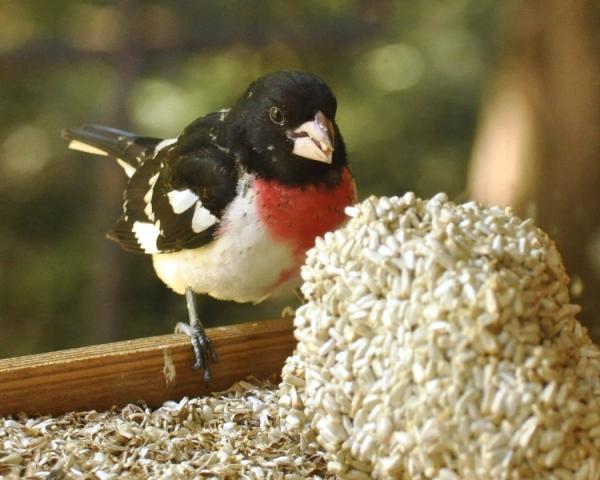 Rose-breasted Grosbeak w safflower