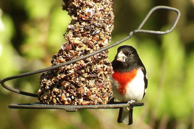 Rose-breasted Grosbeak at cylinder