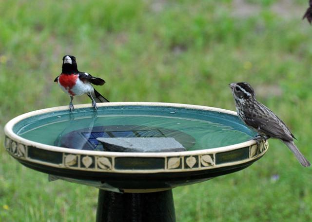 Rose-breasted Grosbeak pair at bath