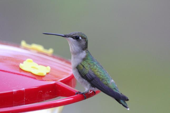 Sweenor hummingbird