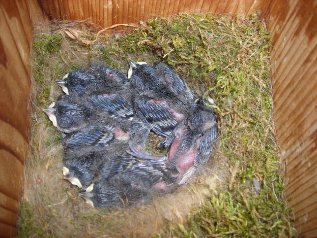 Russell chickadee nestlings