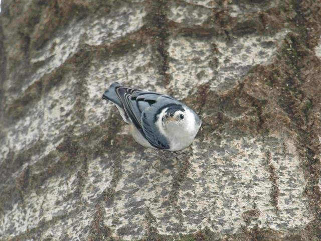Weigel White breasted Nuthatch