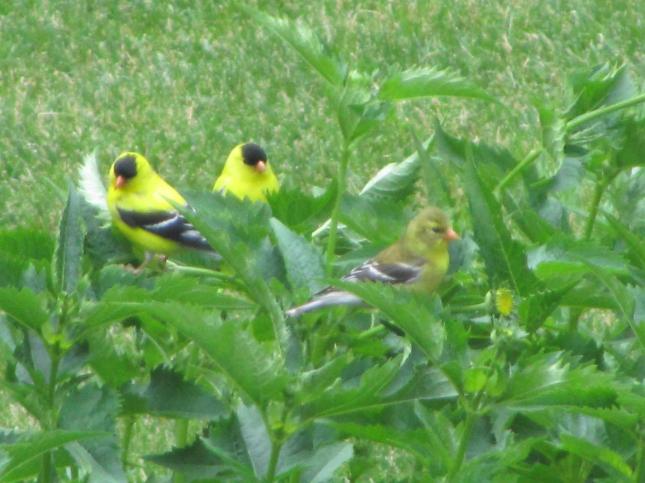Clear goldfinches