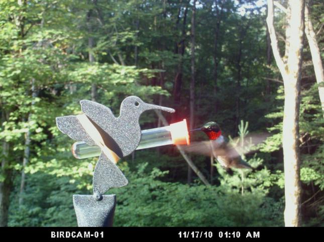 Peters hummingbird birdcam 062512